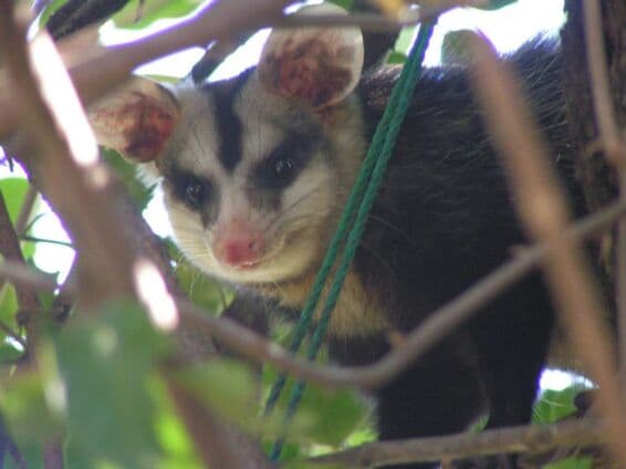 Tiere in Paraguay