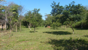 Kleines Grundstück vor Altos mit Baumbestand