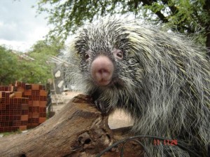 Stachelschwein