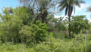 5 Hektare mit Flußlauf, in Yaguarón